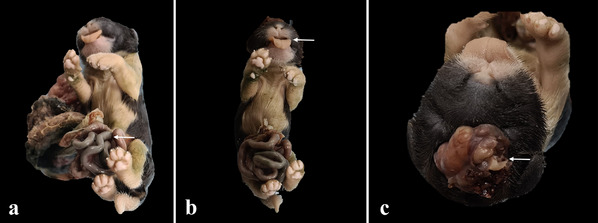 FIGURE 7