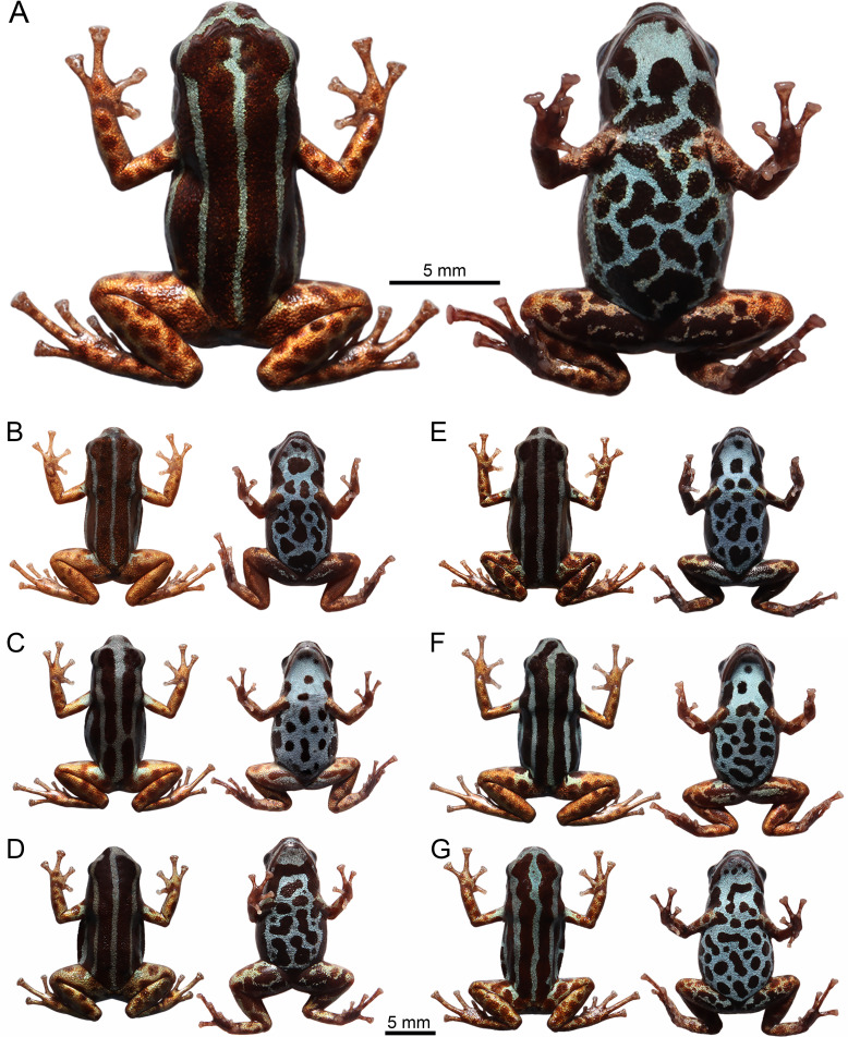 Fig 4