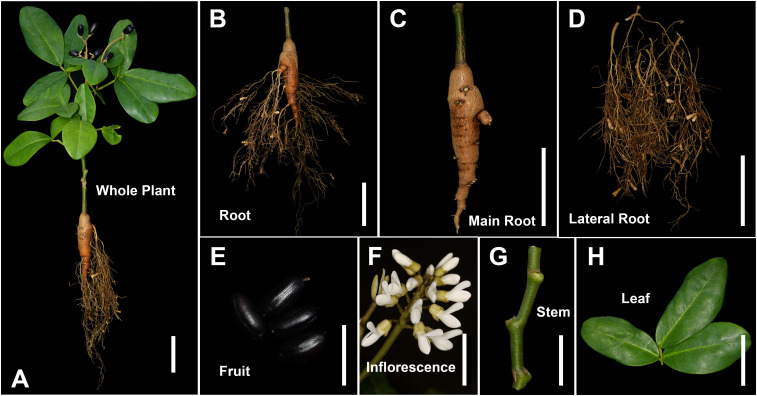 Figure 1