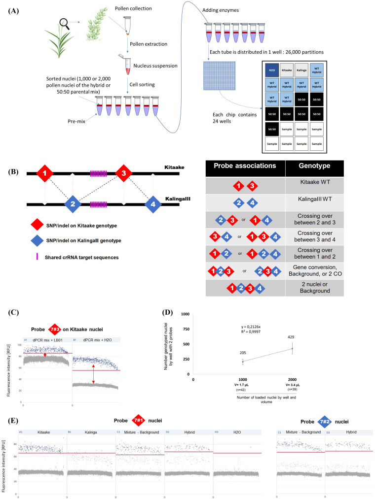 Figure 4