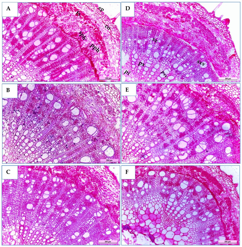 Figure 7