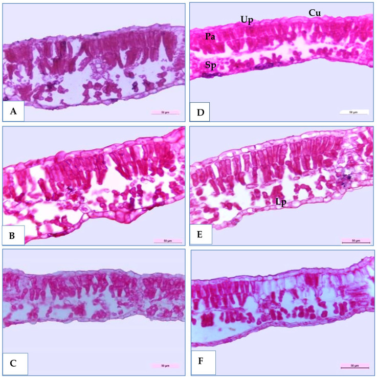 Figure 9