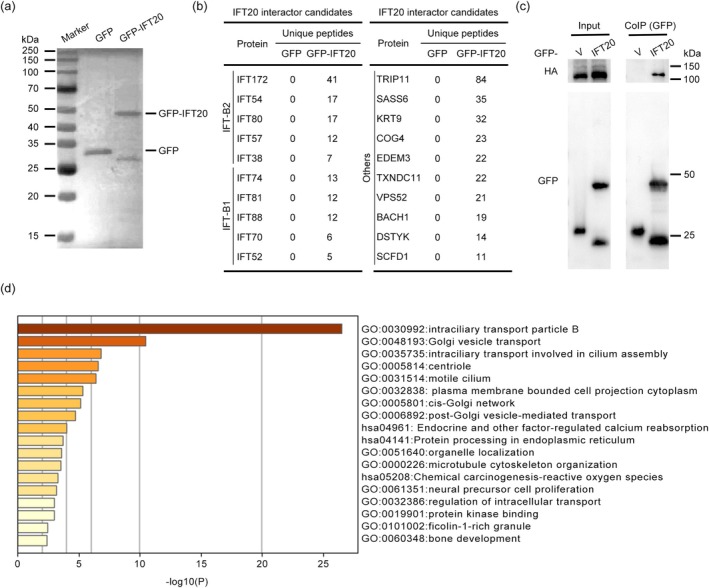 FIGURE 4