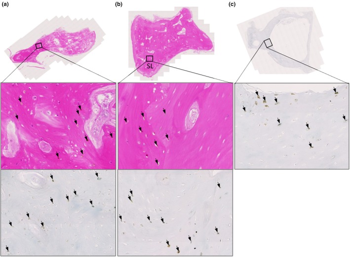 FIGURE 3
