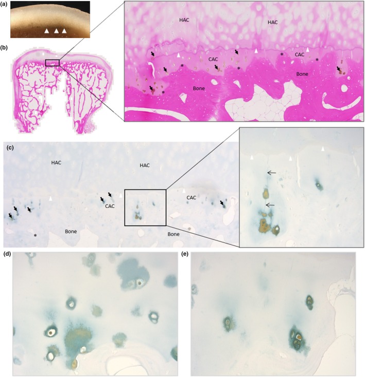 FIGURE 9