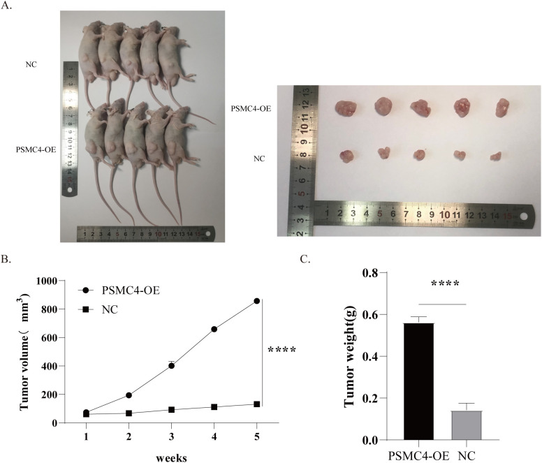 Figure 12