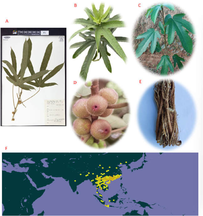 FIGURE 1