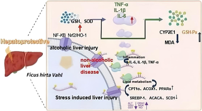 FIGURE 11