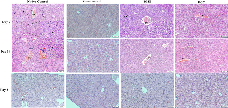 Fig 6