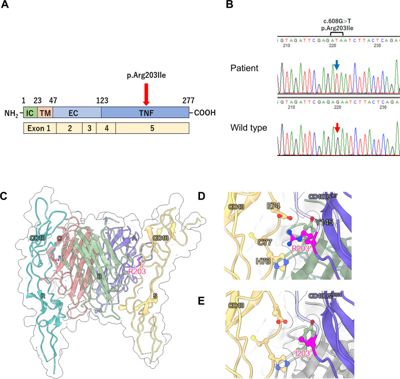 Figure 1