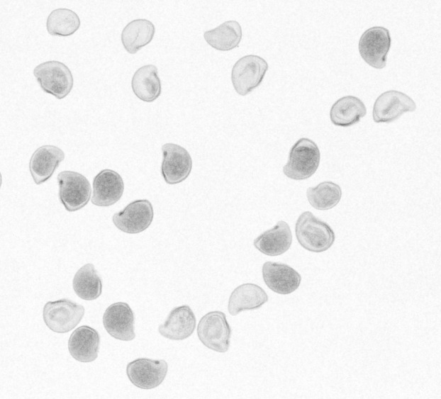 Figure 2