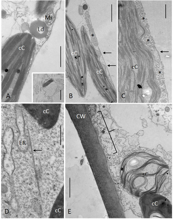 Figure 3