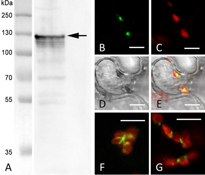 Figure 11