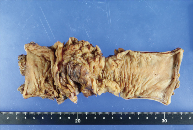 Fig. 8