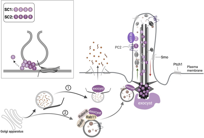 Figure 4