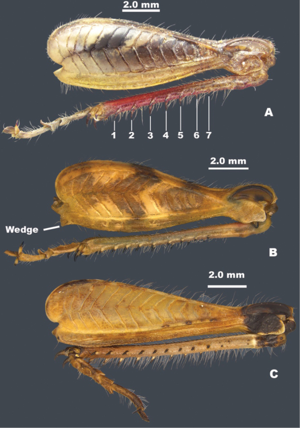 Figure 5