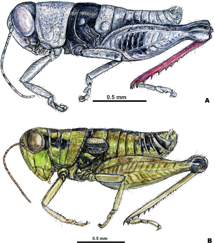Figure 6