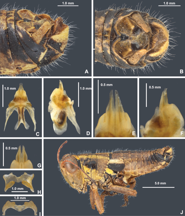 Figure 12