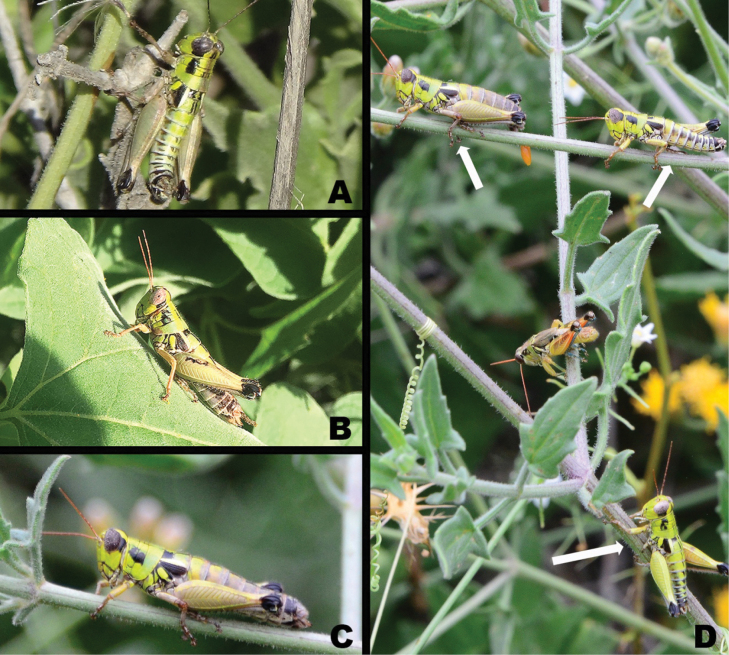 Figure 14