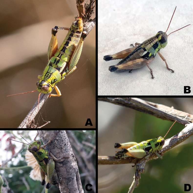 Figure 15