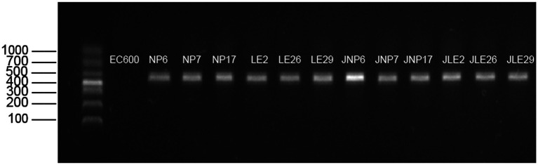 Figure 5