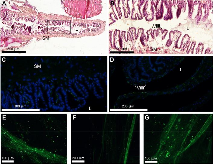 Fig 4