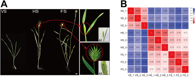 Figure 1