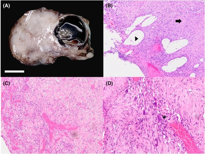 FIGURE 3