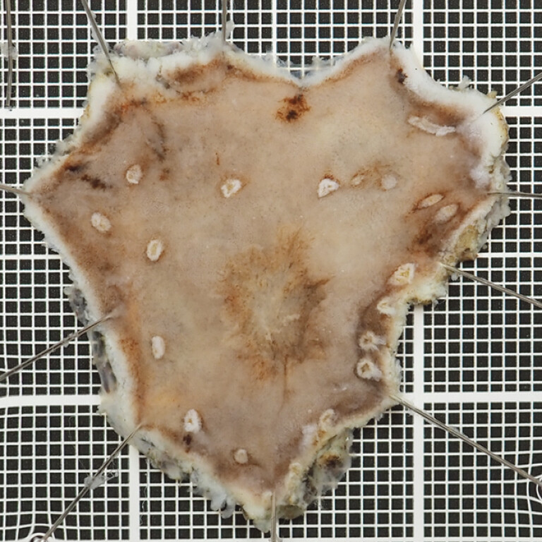 Fig. 5