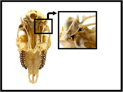 FIGURE 4