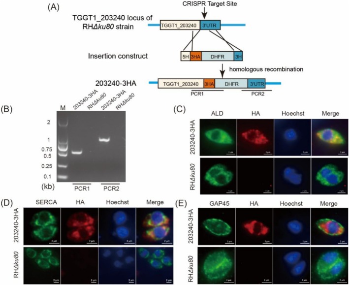 FIGURE 2