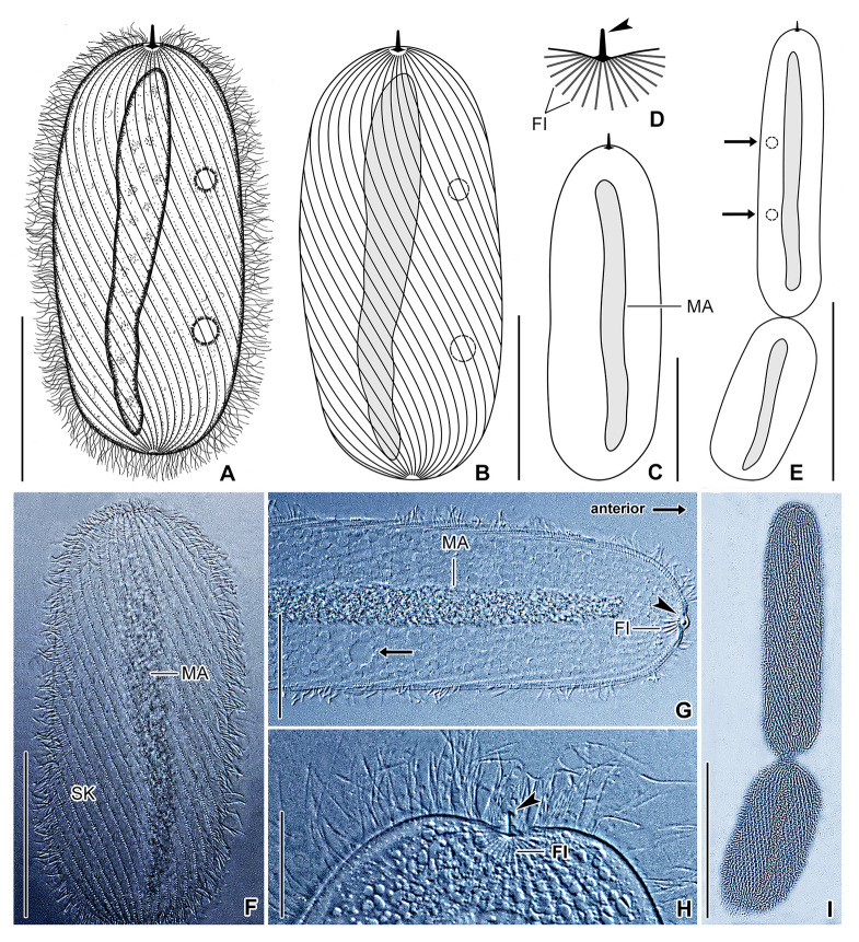 Fig. 10