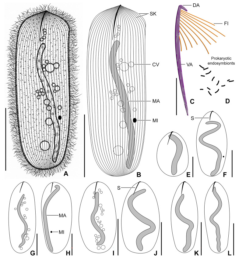 Fig. 4