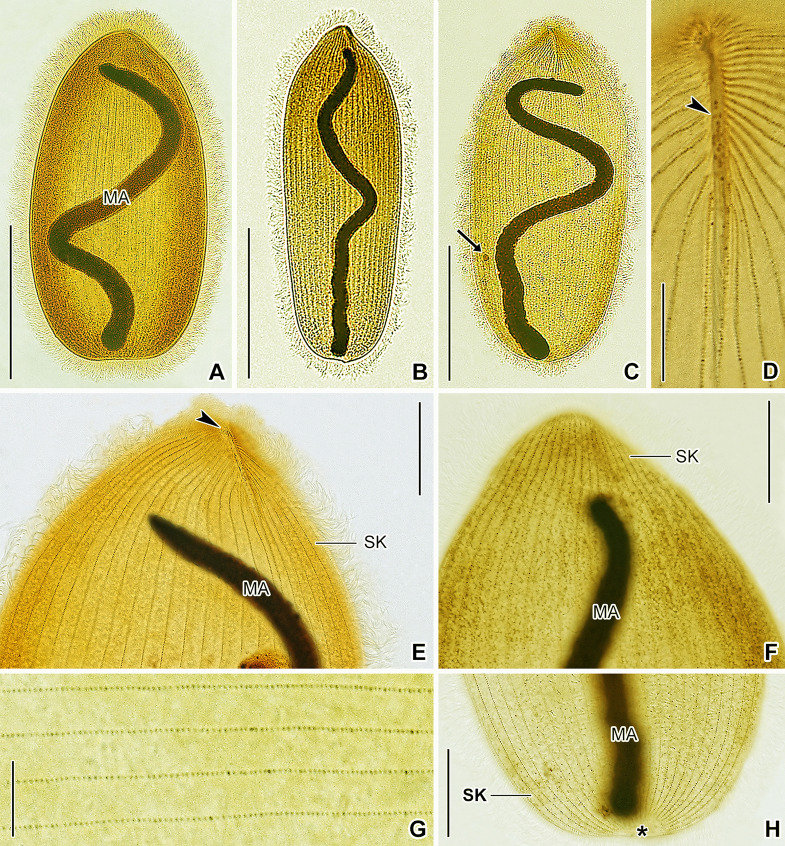 Fig. 6