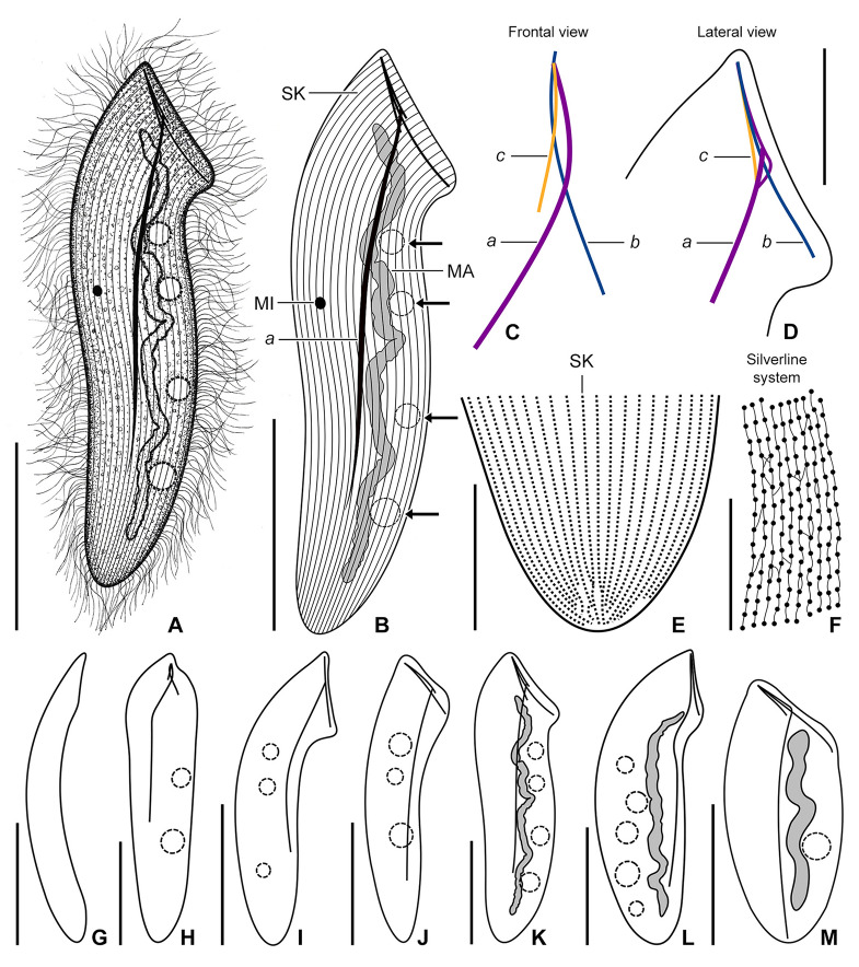 Fig. 7