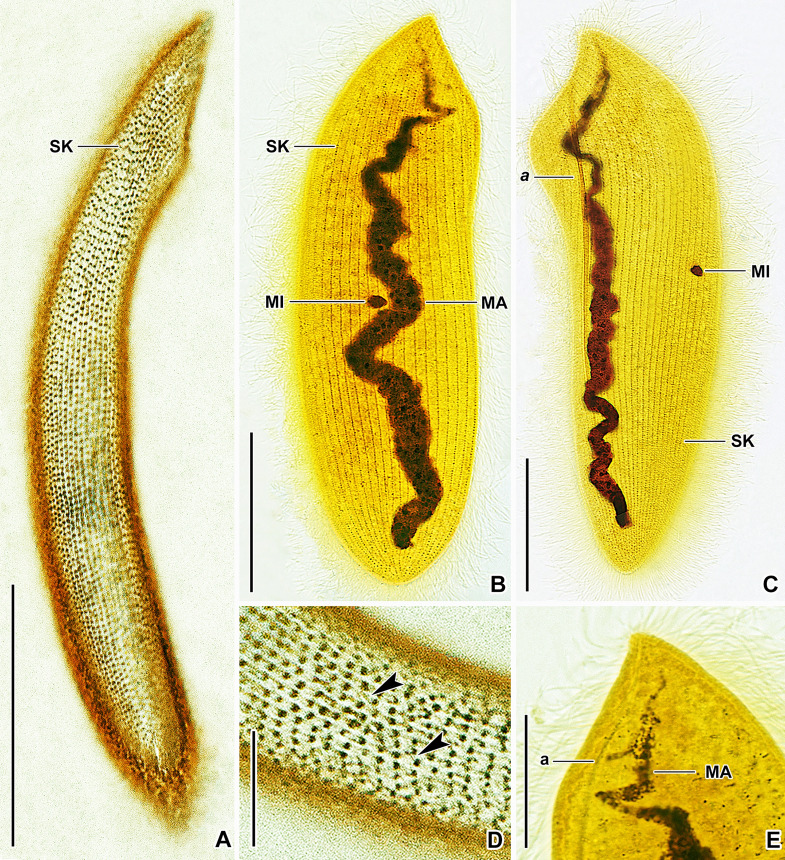 Fig. 9