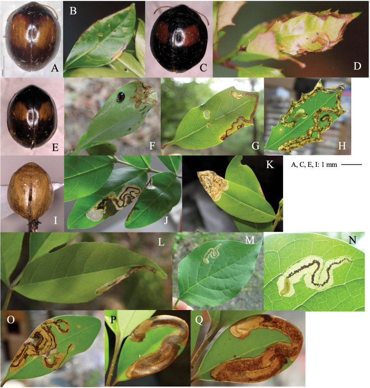 Figure 9