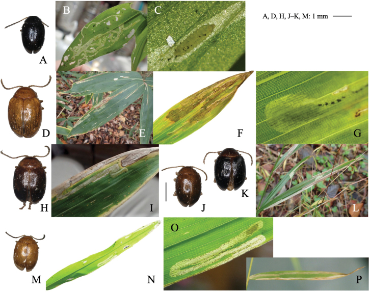 Figure 13
