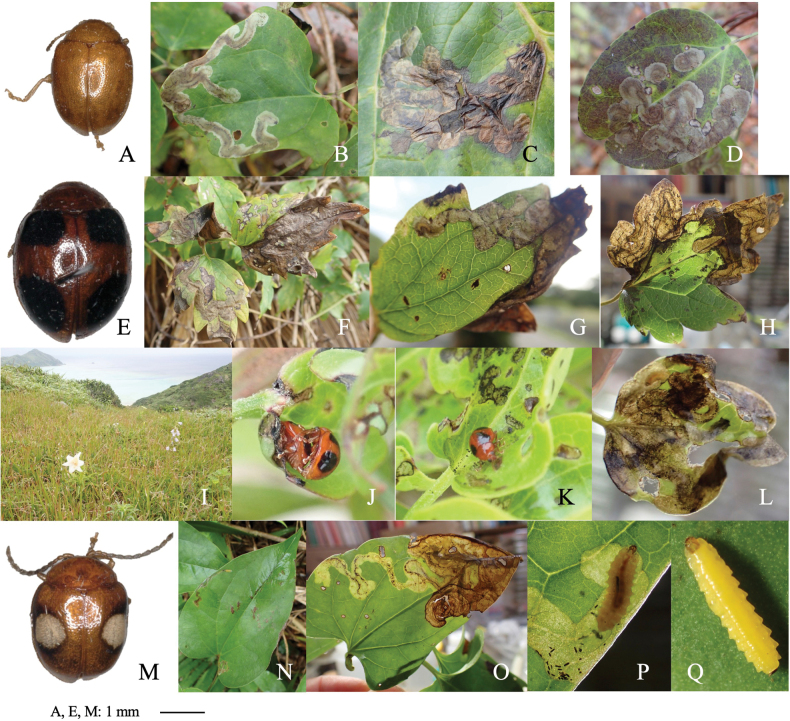 Figure 14