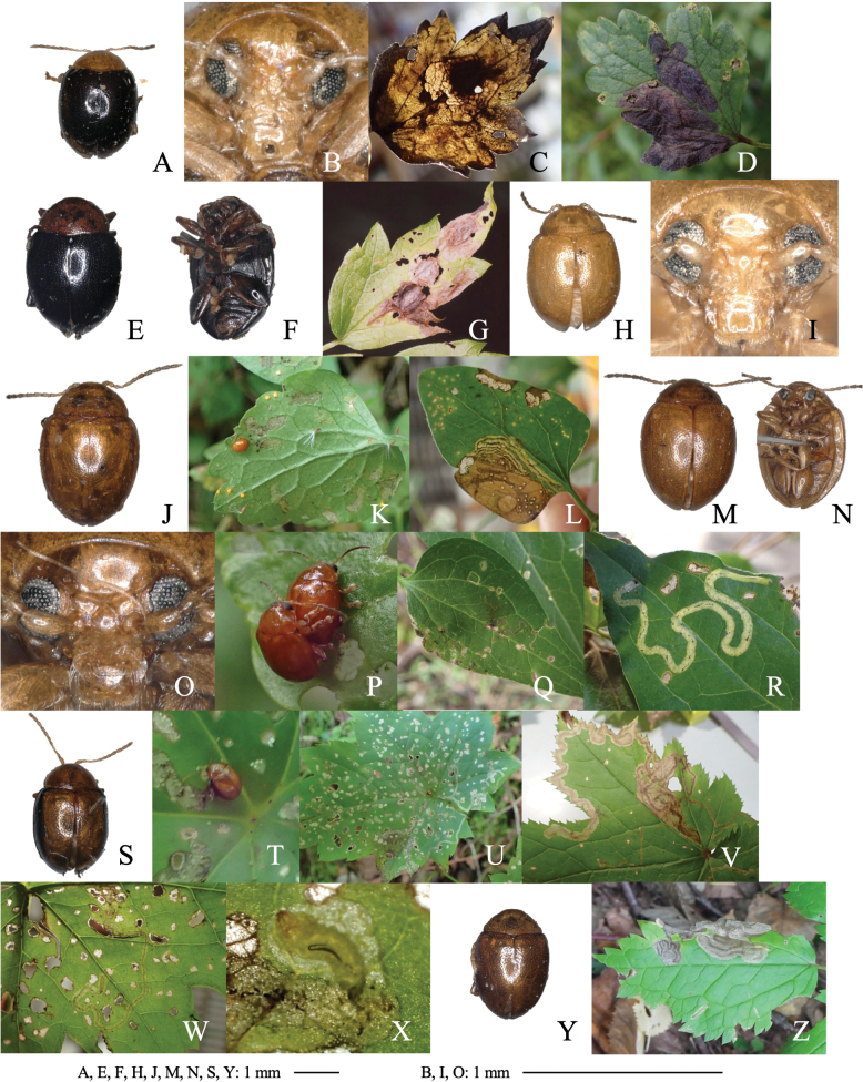 Figure 15