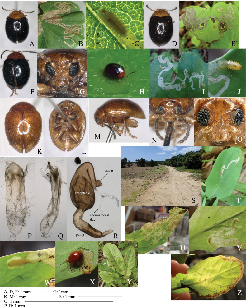 Figure 16