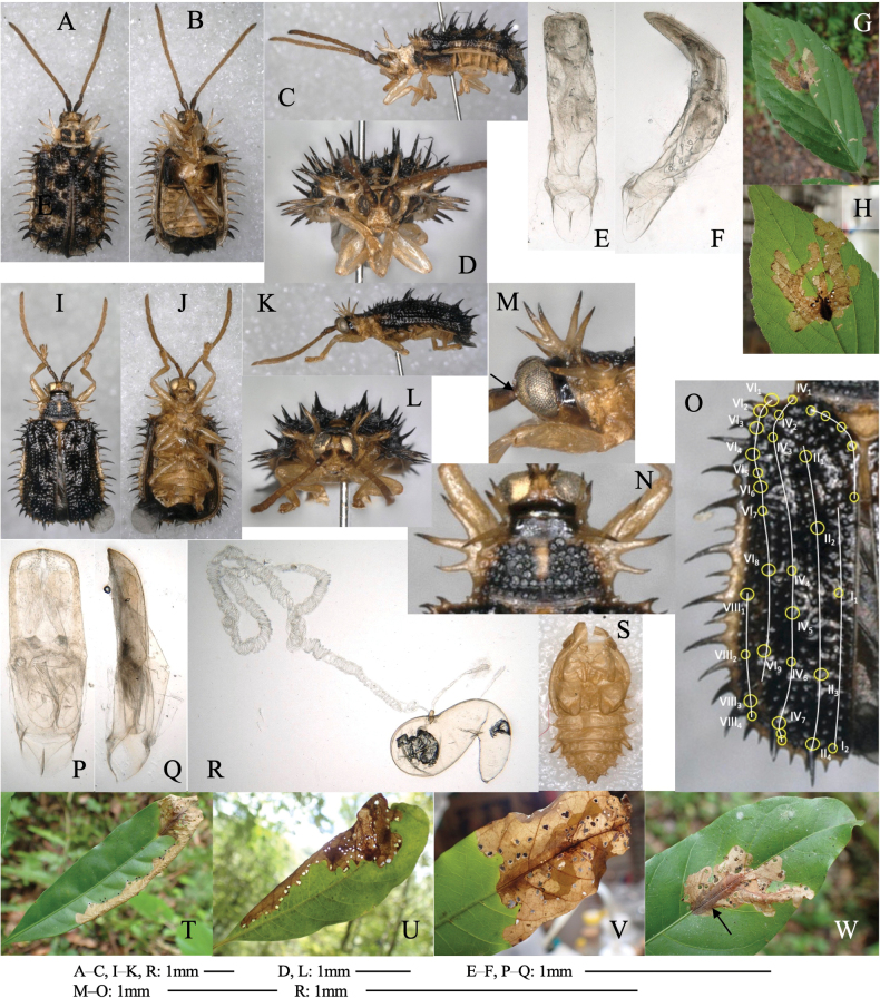 Figure 18