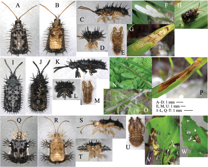 Figure 19