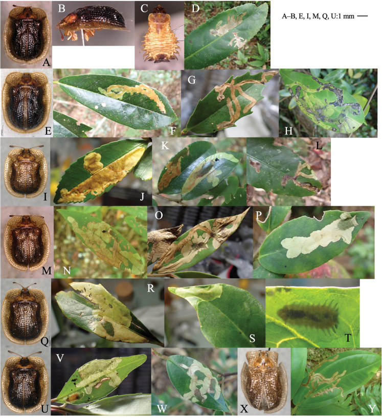 Figure 20