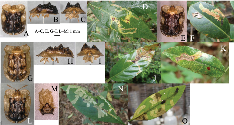 Figure 21