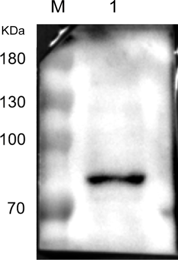 Figure 4
