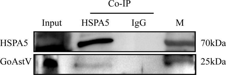 Figure 5