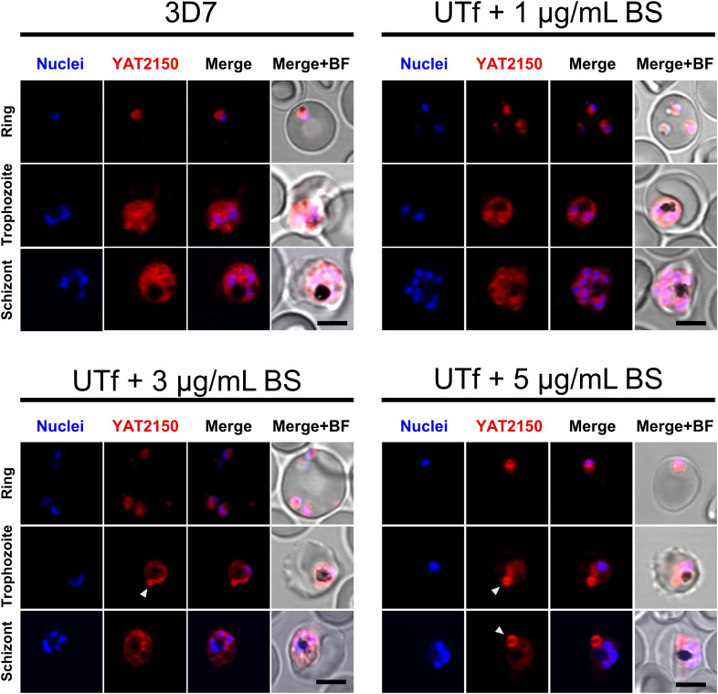 Figure 3