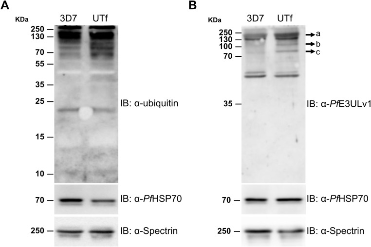 Figure 6