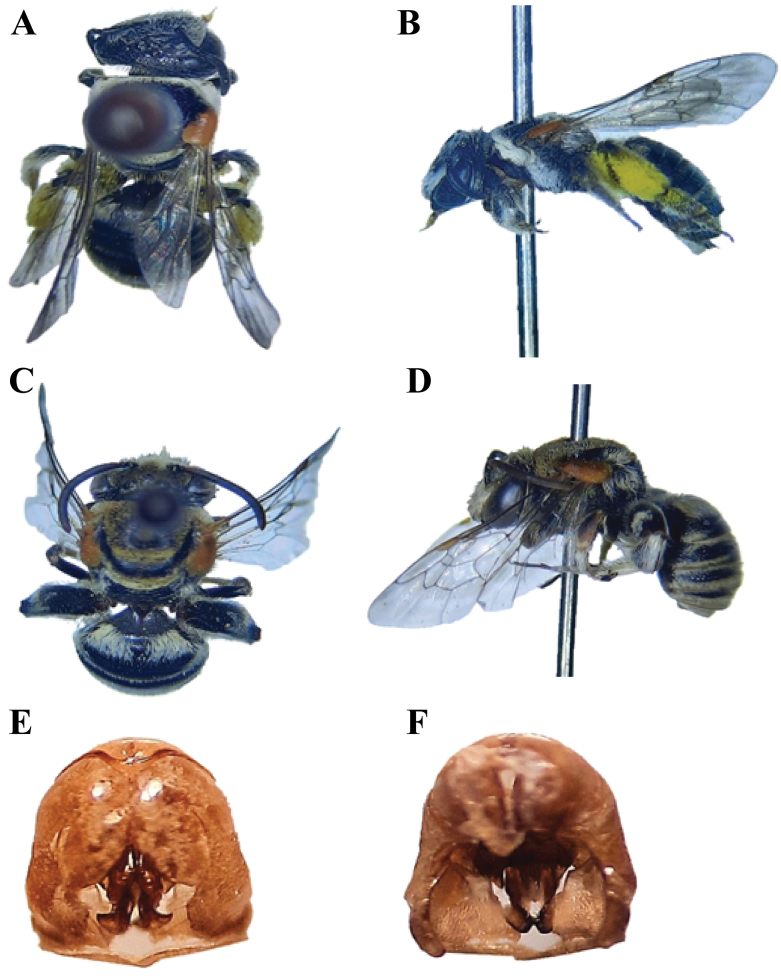 Figure 11